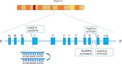 Association between vitamin D receptor gene polymorphisms and susceptibility to tuberculosis: a systematic review and meta-analysis